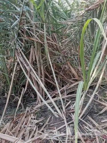 للبيع قصب سكر 0