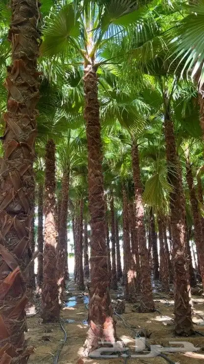 نخل واشنطني زينه ابومرحه درجه اولى والتوفيق للجميع 1