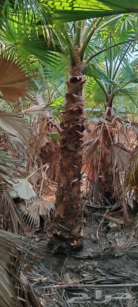 نخل واشنطونيا للبيع 0