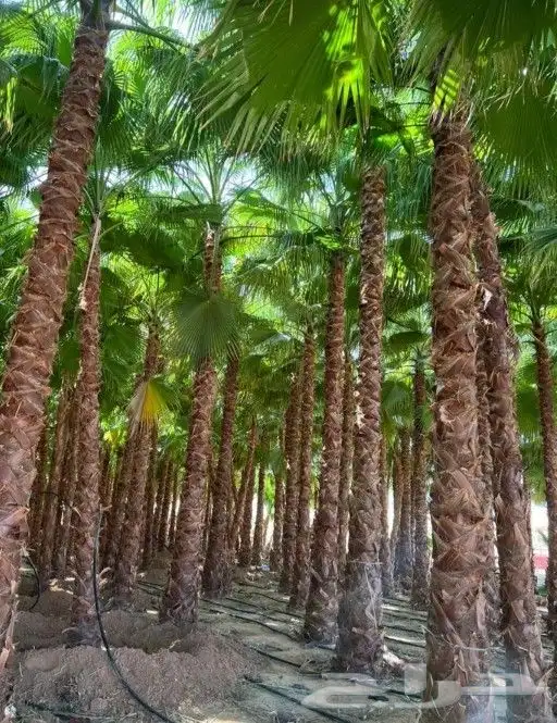 نخل واشنطني زينه ابومرحه درجه اولى والتوفيق للجميع 0