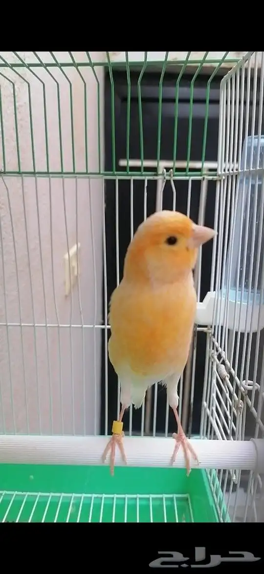 ذكر كناري تغريد نار 3