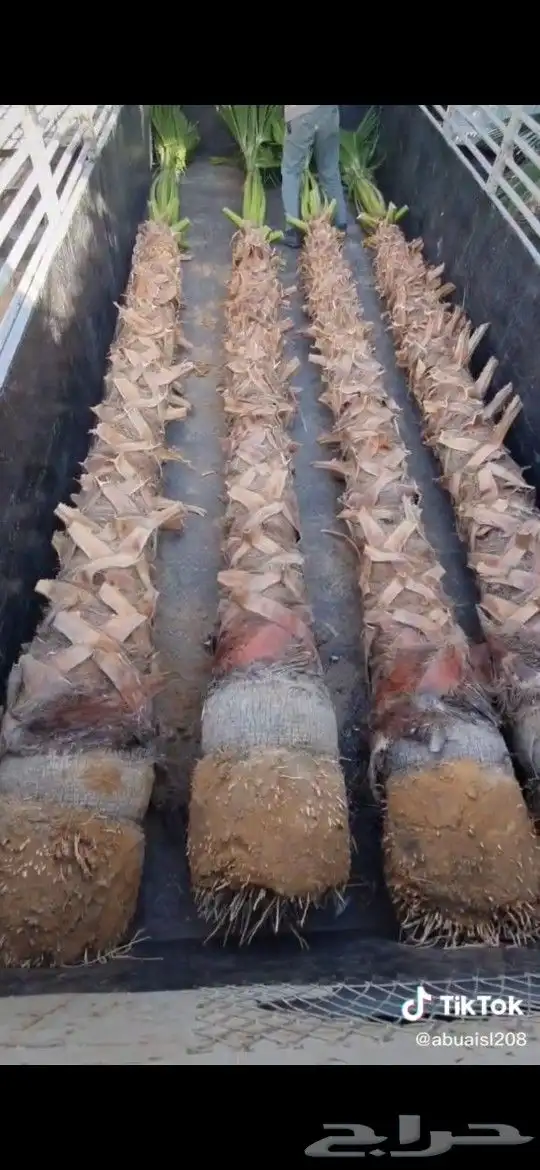 نخل واشنطني زينه ابومرحه درجه اولى والتوفيق للجميع 5