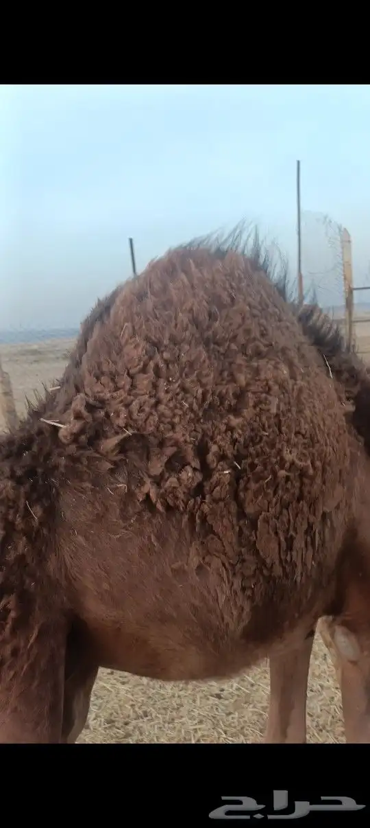 قعود فاخر شحم 2