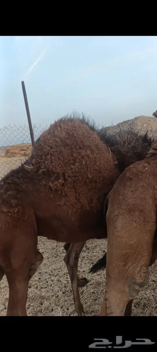 قعود فاخر شحم 0