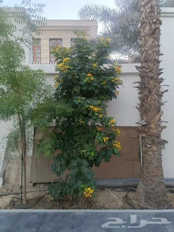 يوجد لدينا جميع انواع الاشجار والنخيل والثيل 15