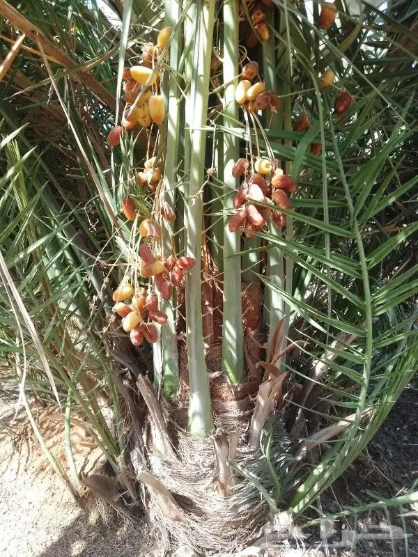 نخل كفو 8