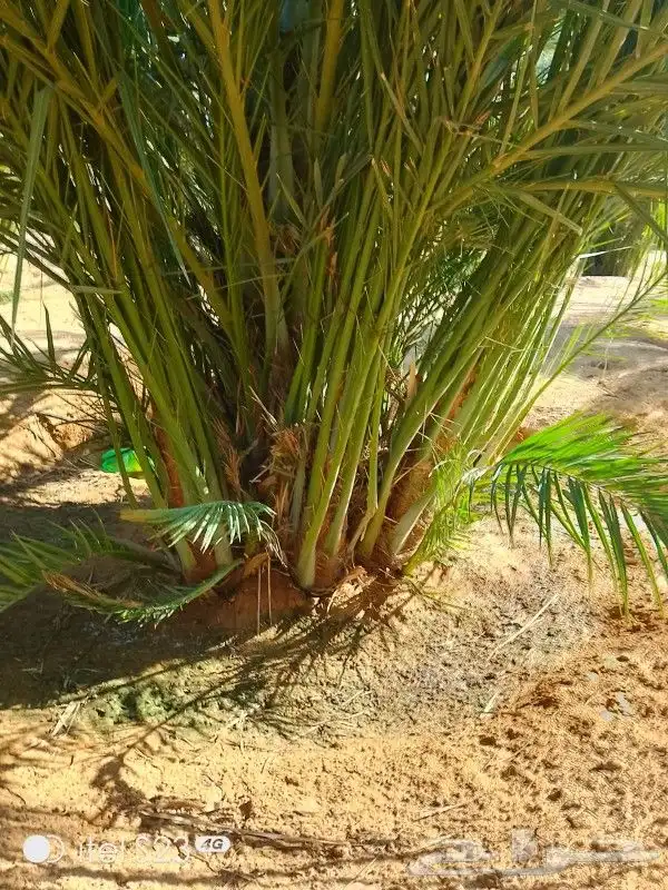 يتوفر لدينا جميع انواع الفسايل 8