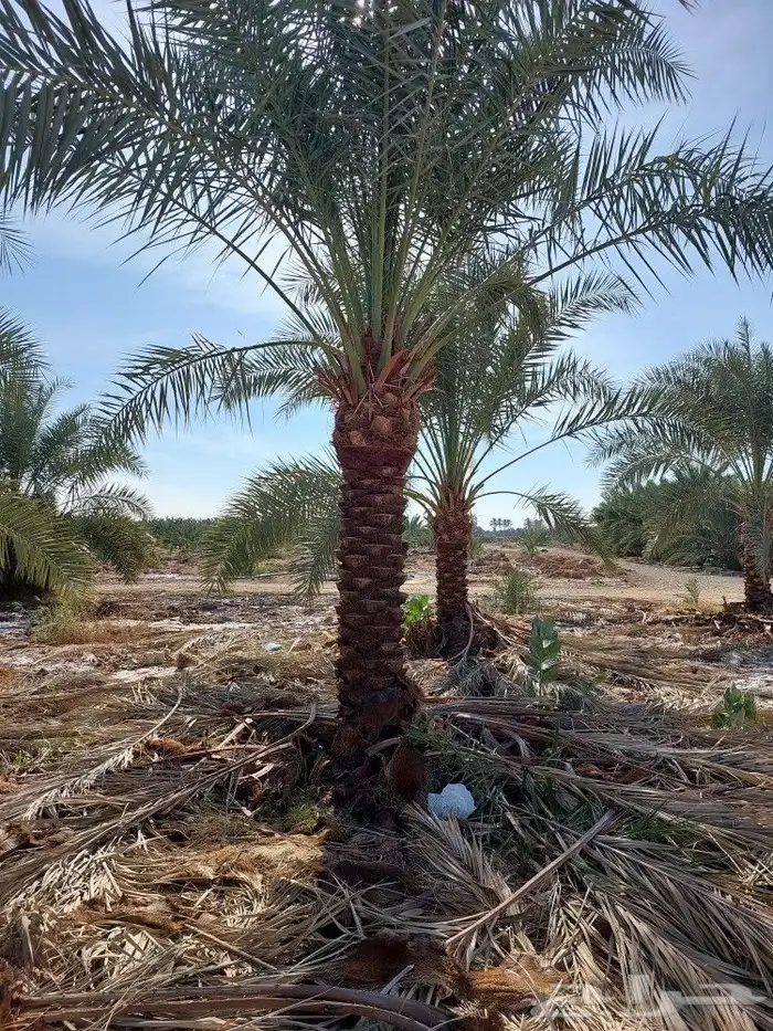 البيع نخل براني 4