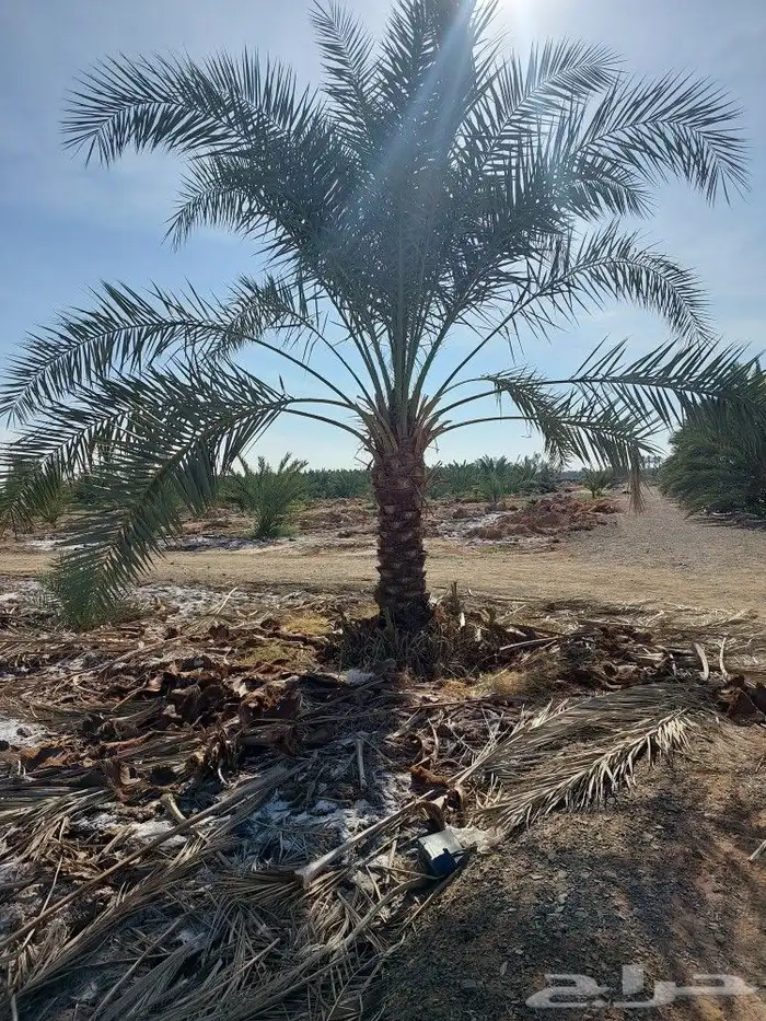 البيع نخل براني 3