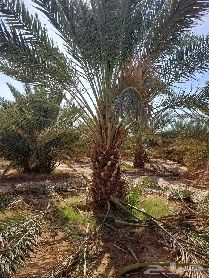 البيع نخل براني 1