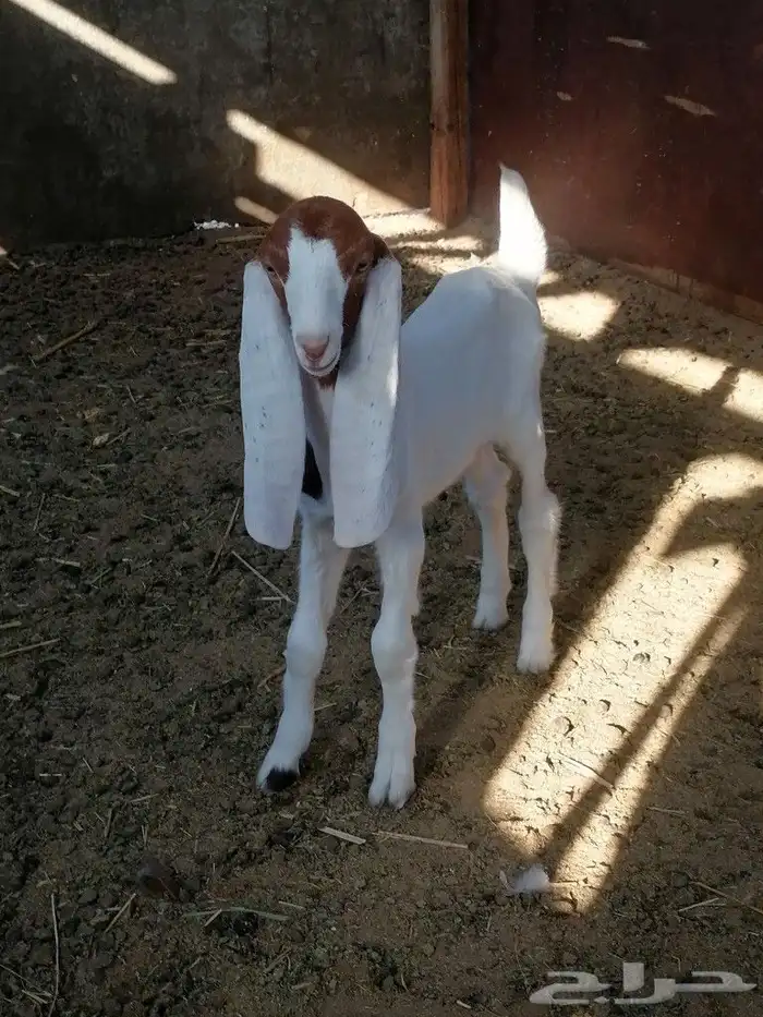 داغور يرضع 2