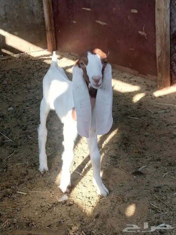 داغور يرضع 0