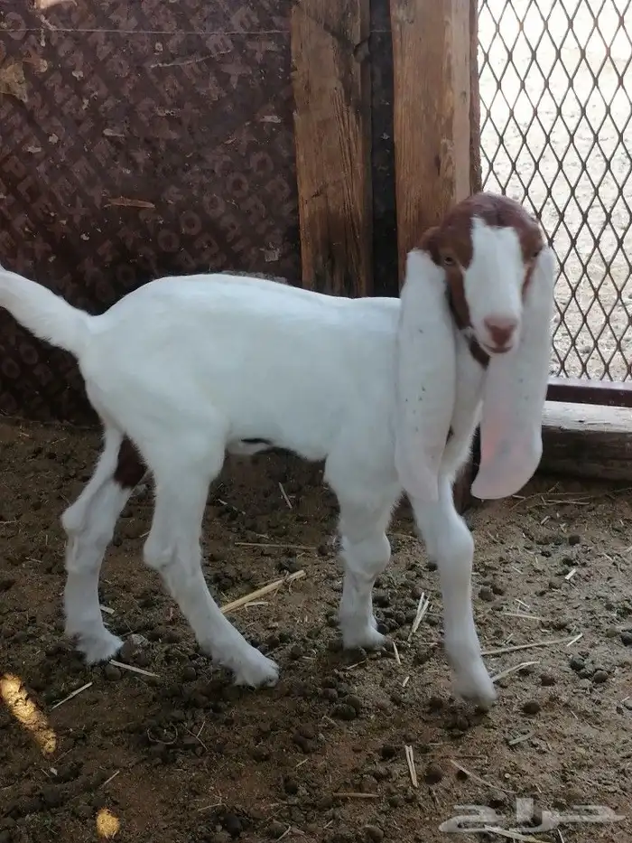 داغور يرضع 1