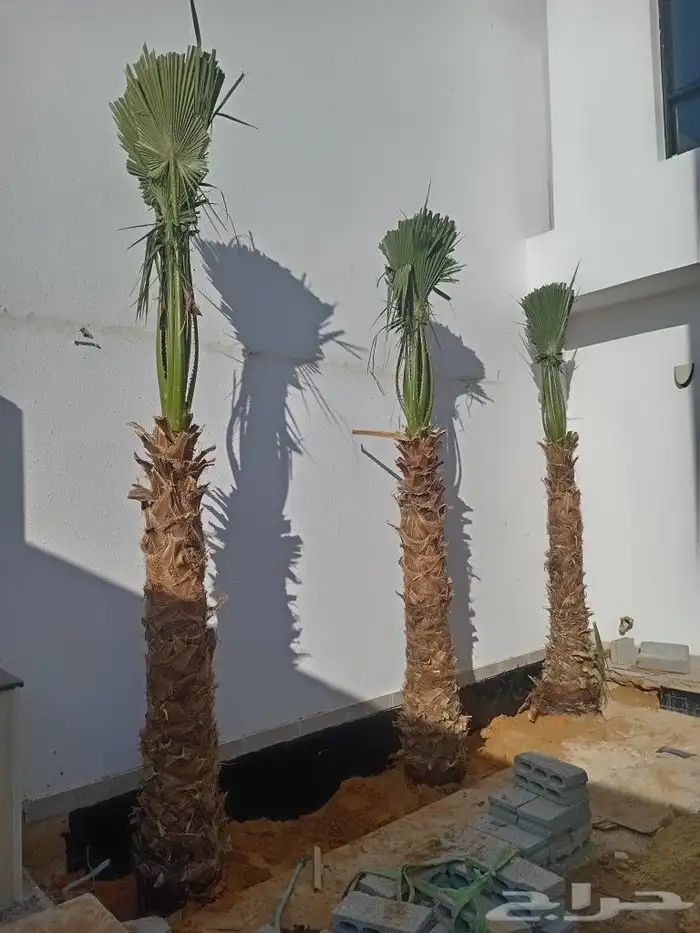 نخيل عربي واشنطني توصيل وزراعه 3