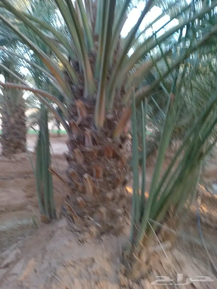 نخيل عربي واشنطني توصيل وزراعه 9