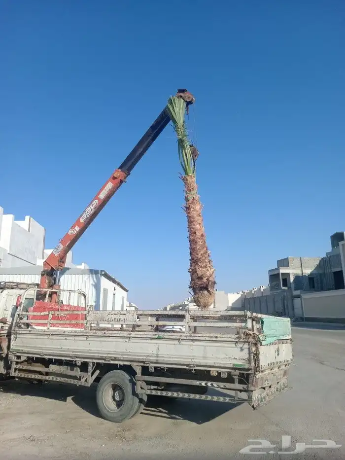 نخيل عربي واشنطني توصيل وزراعه 6