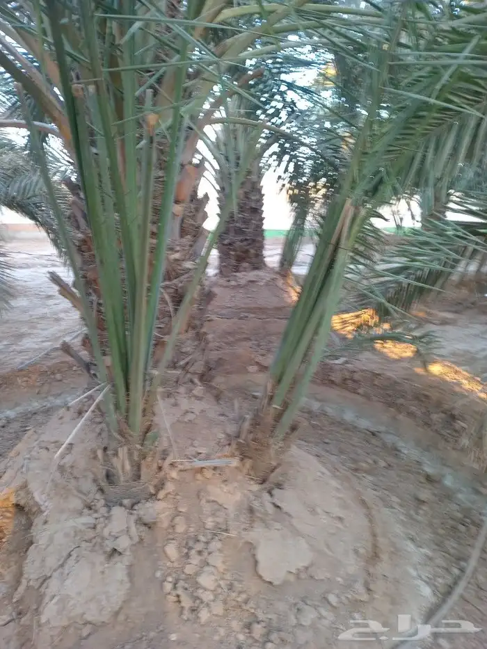 نخيل عربي واشنطني توصيل وزراعه 10