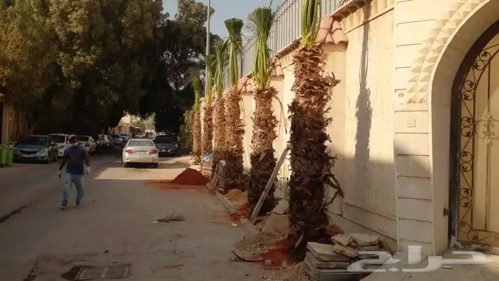 نخيل عربي واشنطني توصيل وزراعه 0