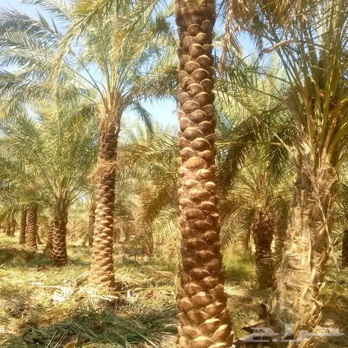 نخيل عربي واشنطني توصيل وزراعه 8