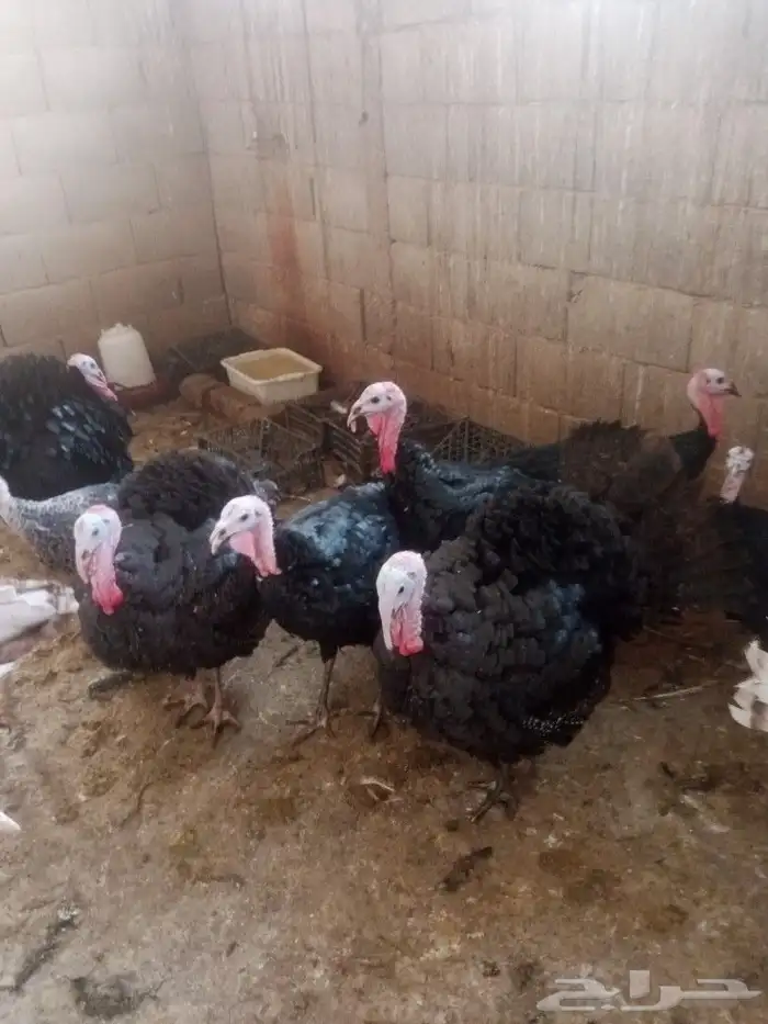 طقم رومي للبيع 6