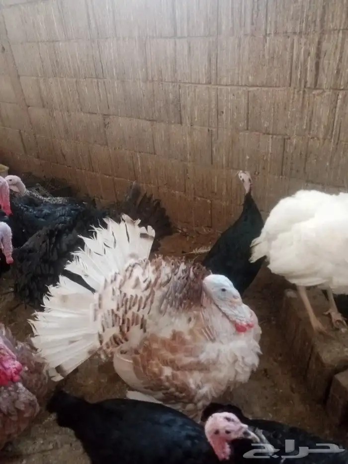 طقم رومي للبيع 7