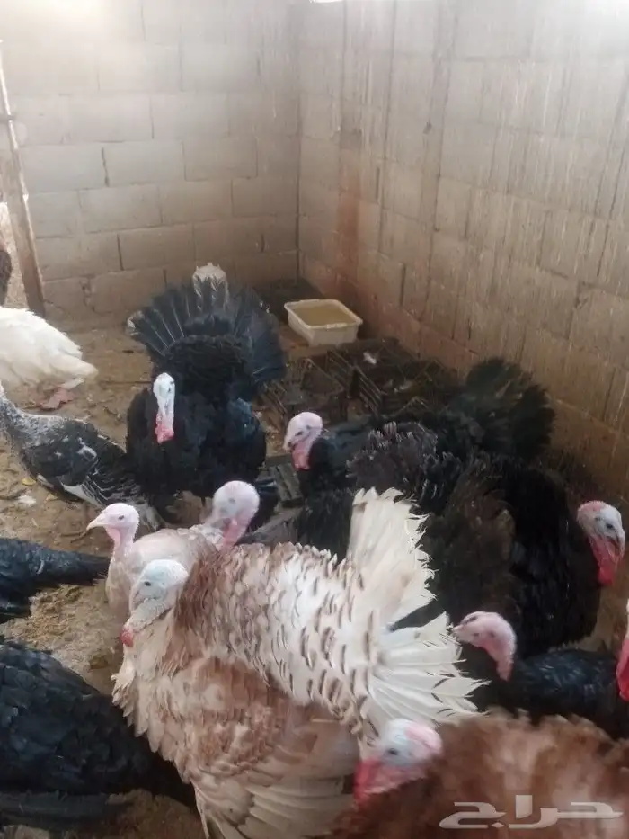 طقم رومي للبيع 2