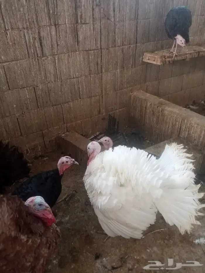 طقم رومي للبيع 0