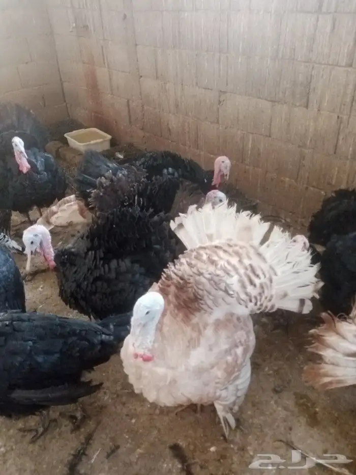 طقم رومي للبيع 4