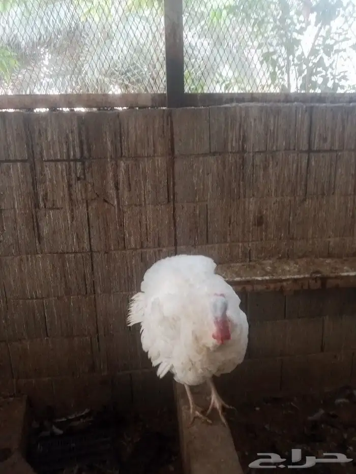 طقم رومي للبيع 5