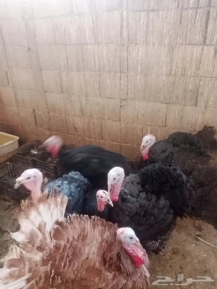 طقم رومي للبيع 1