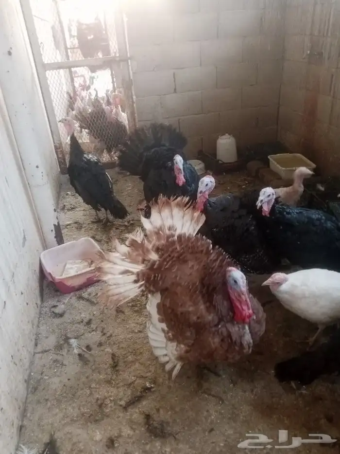 طقم رومي للبيع 8