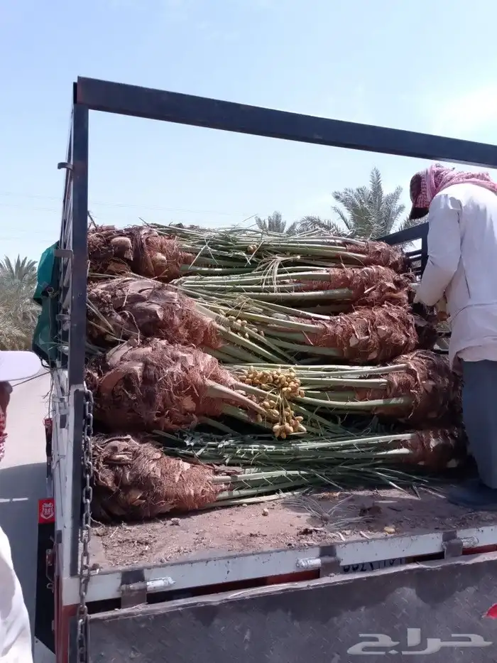 نخل للبيع يوجد لدينا نخل عربي فاخر ومثمر بسعار طيبه 7
