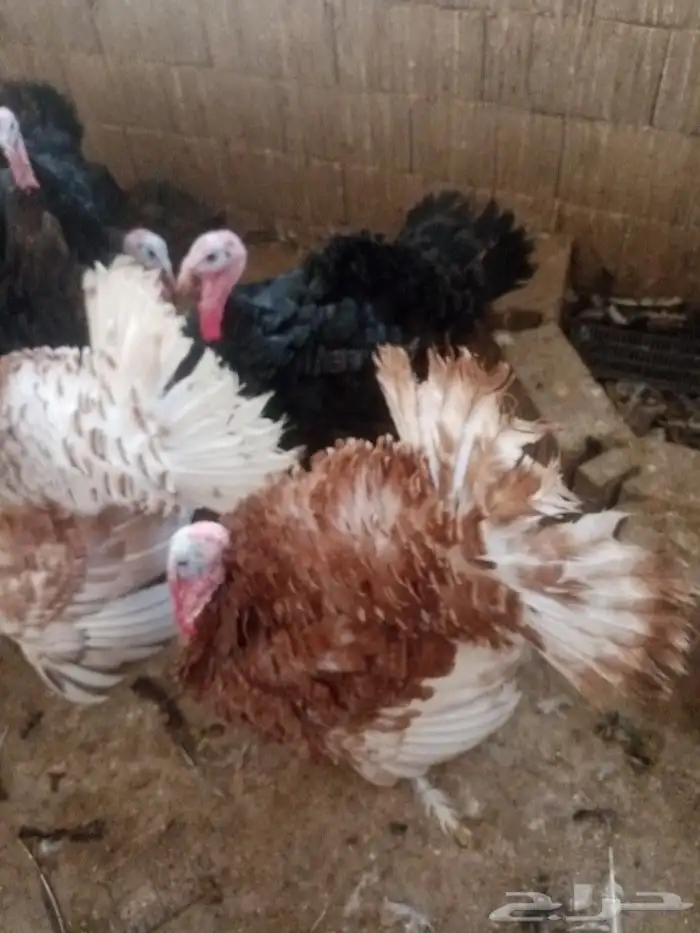 طقم رومي للبيع 3