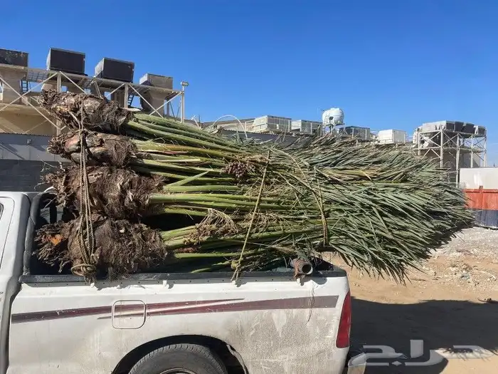 نخل مثمر للبيع متواجد في تبوك وضواحيها بسعر مناسب 3