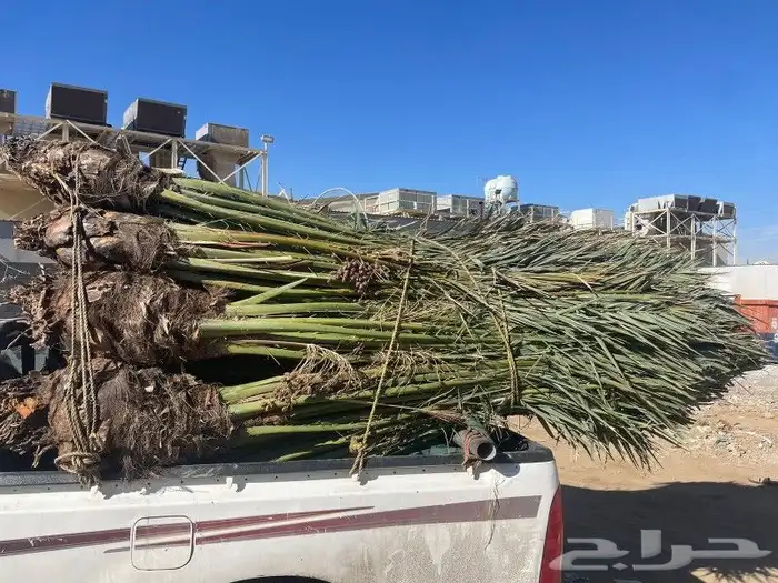 نخل مثمر للبيع متواجد في تبوك وضواحيها بسعر مناسب 2