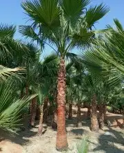 نخل واشنطونياء زينة للبيع 7