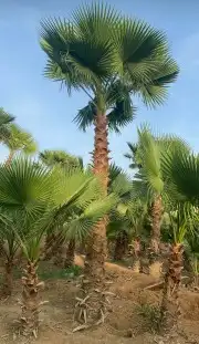 نخل واشنطونياء زينة للبيع 9