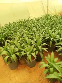 تنسيق حدائق وتركيب ري واناره. ابو عبد الرحمن 16