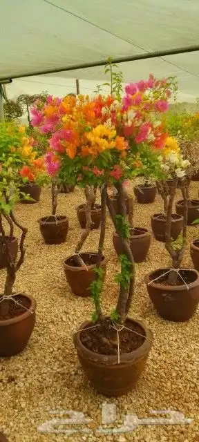 تنسيق حدائق وتركيب ري واناره. ابو عبد الرحمن 26