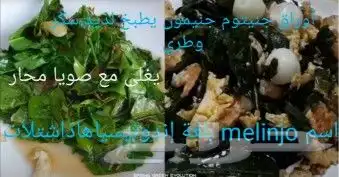 شتلات melinjo  أو جنيتوم جنيمون 16