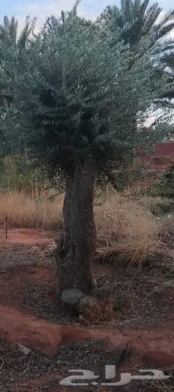 زيتون معمر مثمر ونخيل عربي واشنطني 0