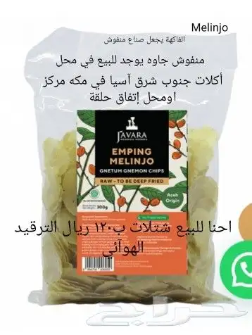 شتلات melinjo  أو جنيتوم جنيمون 1