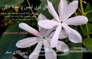 شتلات melinjo  أو جنيتوم جنيمون 33
