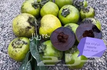 شتلات melinjo  أو جنيتوم جنيمون 29
