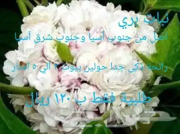 شتلات melinjo  أو جنيتوم جنيمون 23