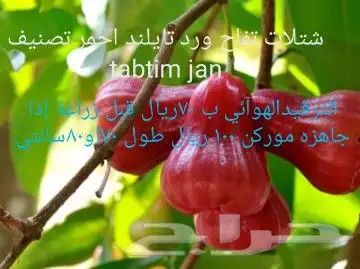 شتلات melinjo  أو جنيتوم جنيمون 47