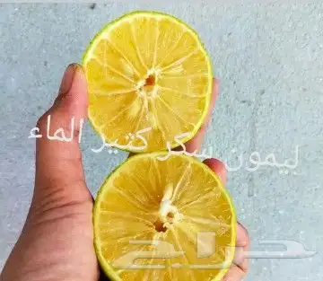 شتلات melinjo  أو جنيتوم جنيمون 34