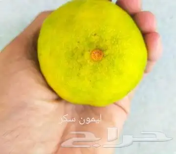 شتلات melinjo  أو جنيتوم جنيمون 35