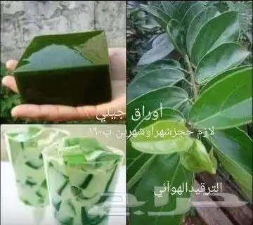 شتلات melinjo  أو جنيتوم جنيمون 25