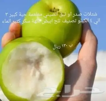 شتلات melinjo  أو جنيتوم جنيمون 37